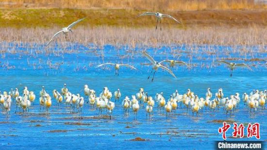 勺嘴鹬小青脚鹬青睐盐城黄海湿地 江苏盐城生物多样性保护引关注